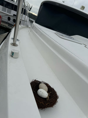 5 Common Mistakes in Seagull Prevention