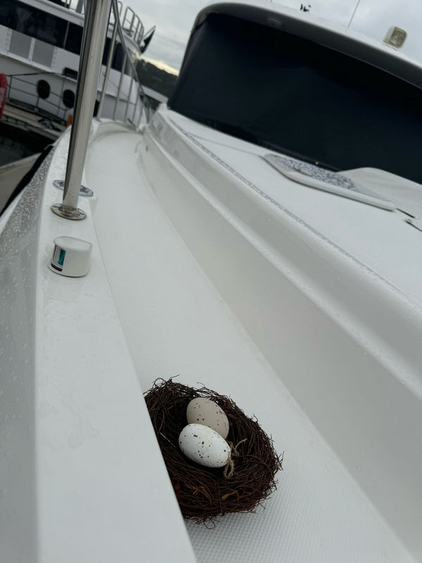 5 Common Mistakes in Seagull Prevention
