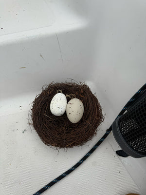 Understanding Seagull Nesting Behaviour