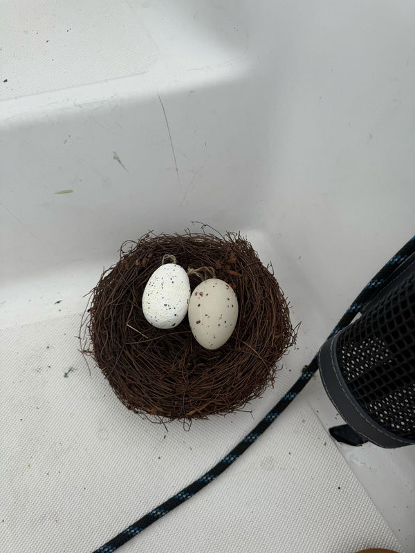 Understanding Seagull Nesting Behaviour