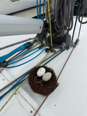 The Environmental Impact of Seagull Deterrents