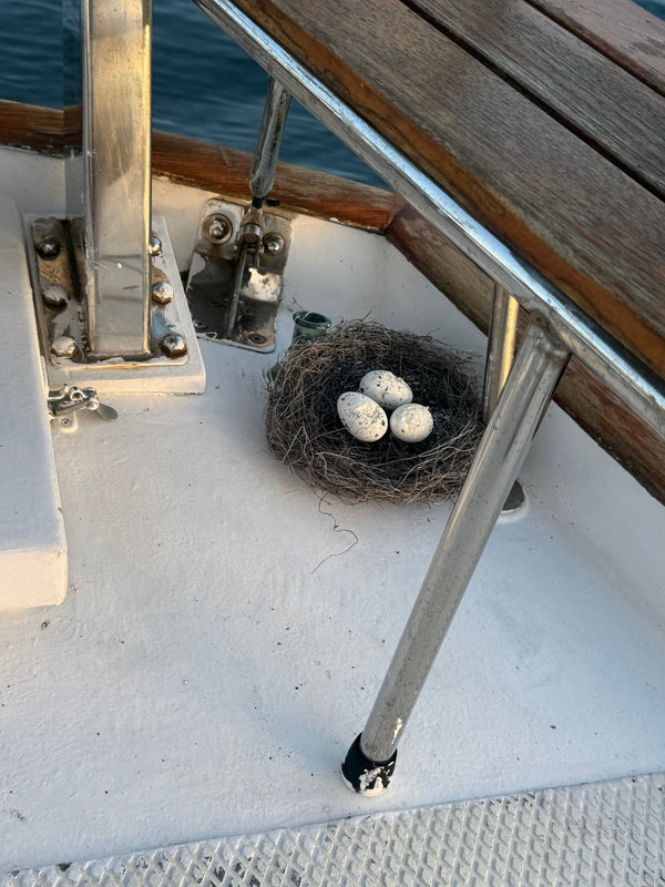 Feck Off Birds seagull nest tucked under a seat on the stern of a yacht